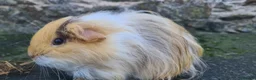 Rat rodents for sale: male guinea pigs (shelties, fuzzy and smooth)  - Advert 6