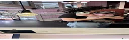 Italian Greyhound dogs for sale: BEAUTIFUL ITALIAN GREYHOUND PUPPIES  - Advert 26