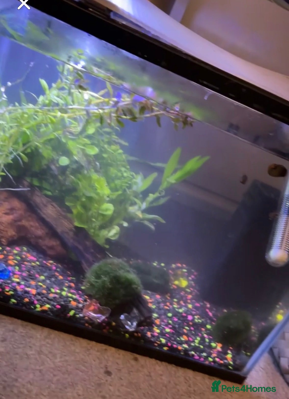 Snails fish Snails + tank and accessories  - Advert 2