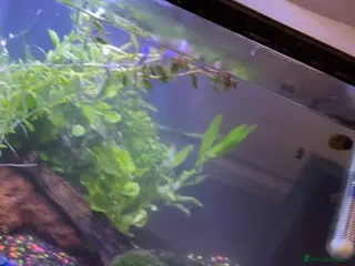 Snails fish Snails + tank and accessories - Advert 2