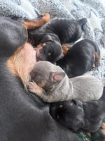 Miniature Dachshund dogs - Advert 10