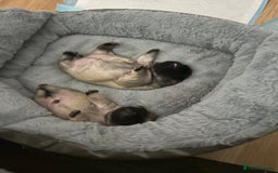 Frug dogs for sale: Fluffy frug - Image 6
