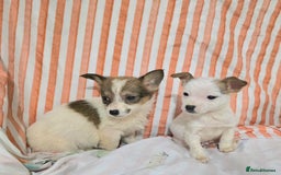 Jack Russell dogs for sale: Miniature jack Russell puppies  - Advert 6