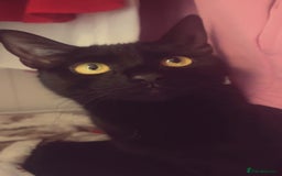 Domestic Shorthair cats for sale: Tallulah  - Image 1
