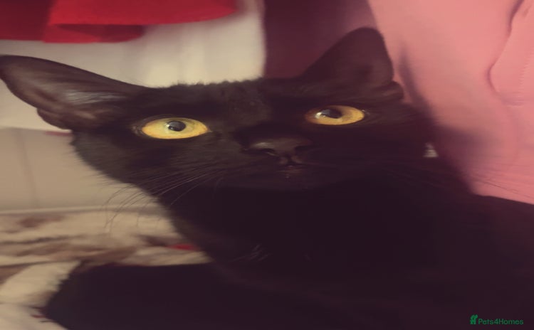 Domestic Shorthair cats - Advert 3