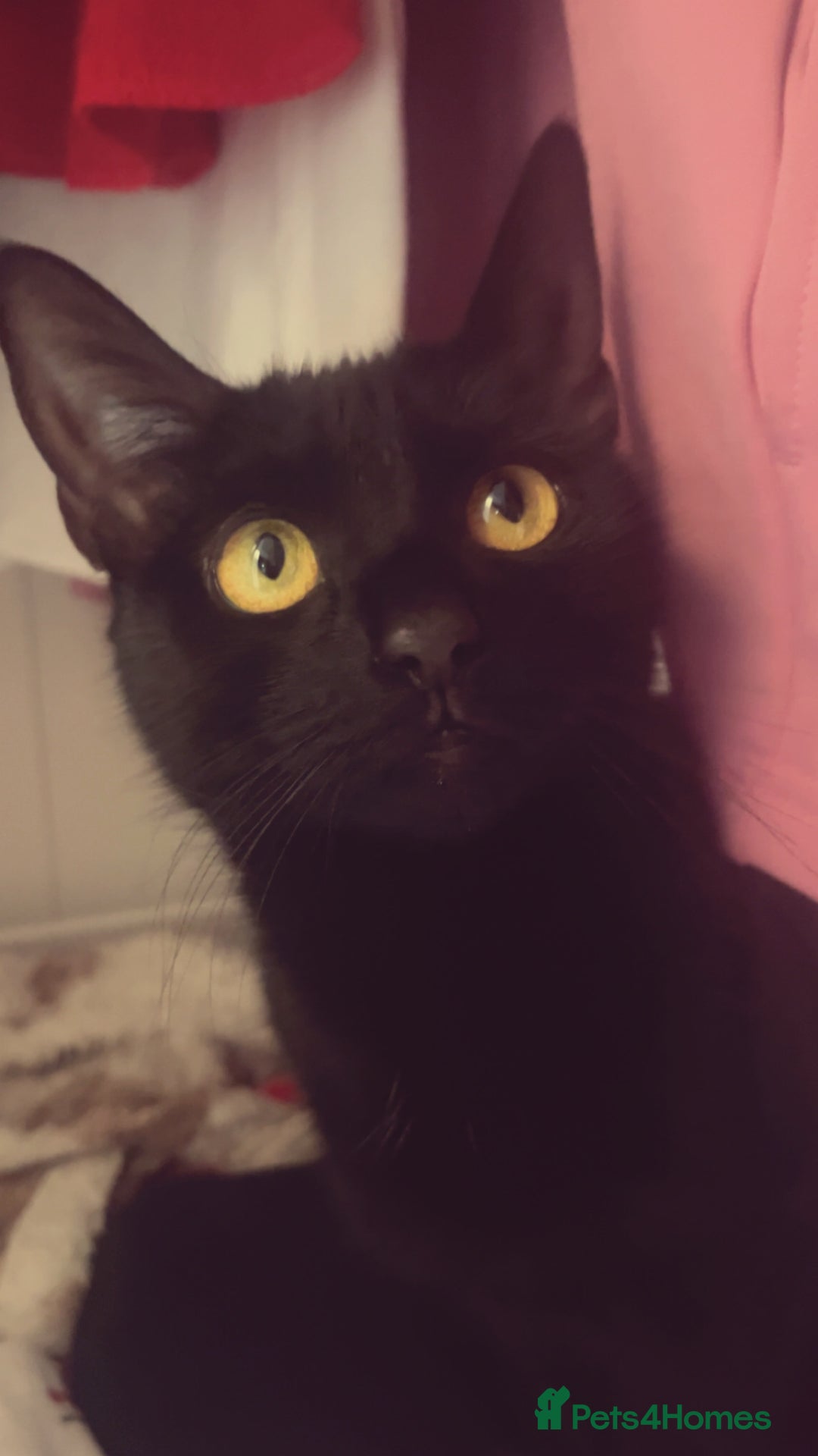 Domestic Shorthair cats for sale: Tallulah  - Image 1
