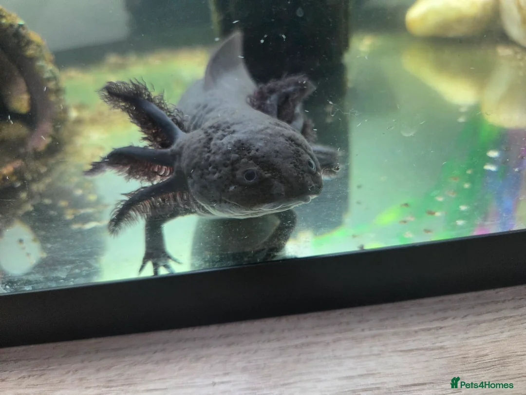 Axolotl reptiles for sale: Lavender axolotl  - Advert 2