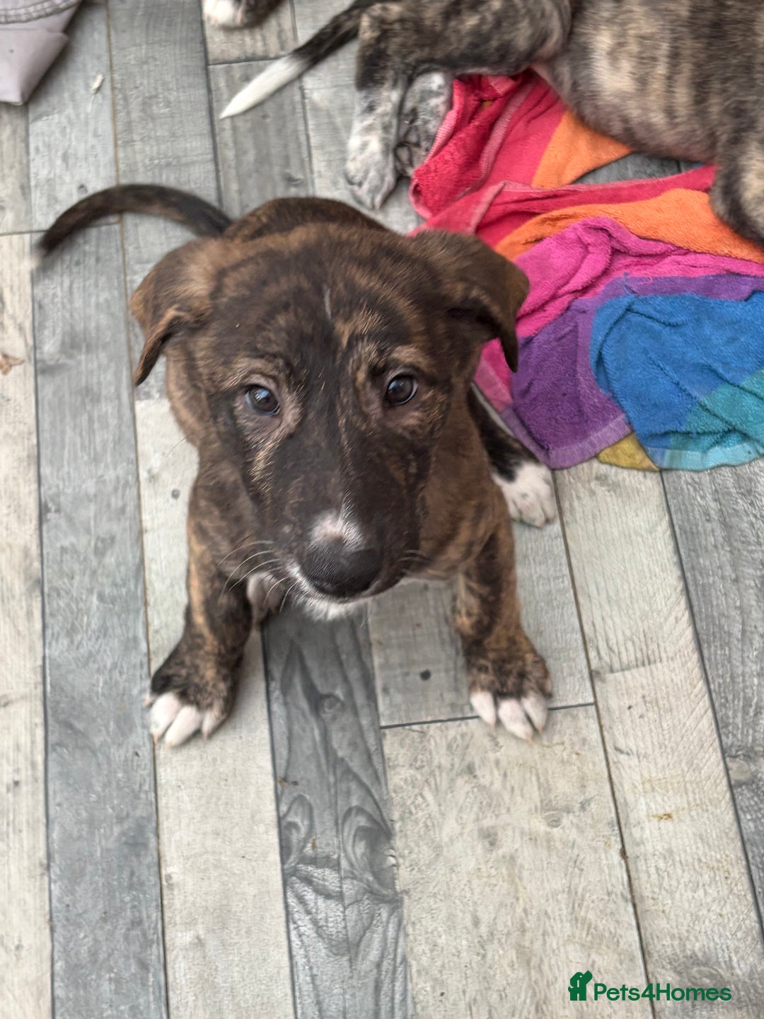 Mixed Breed dogs for sale: NOVA 13 weeks old  - Advert 2