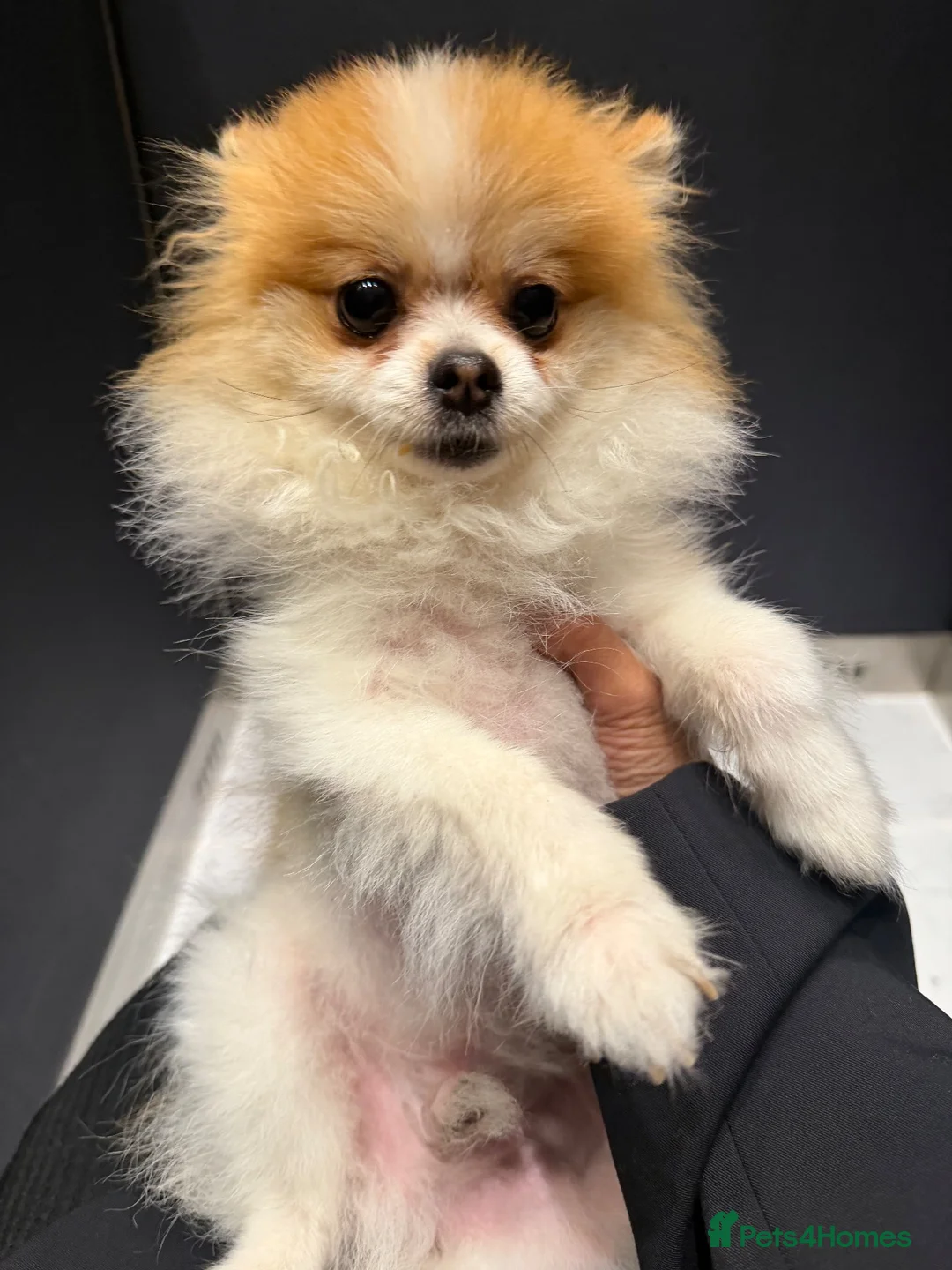 Pomeranian dogs for sale: 1 year old  **  pom in London - Advert 2
