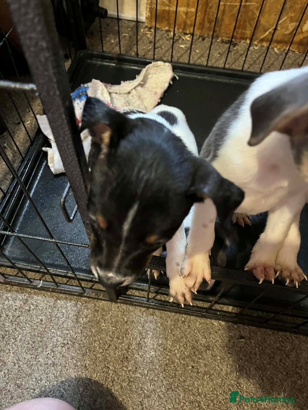 Jack Russell dogs for sale: four adorable jack russel puppies - Advert 3