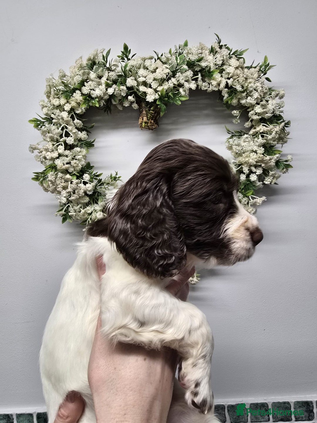 Sprocker dogs for sale: Sprocker Puppies - Advert 27