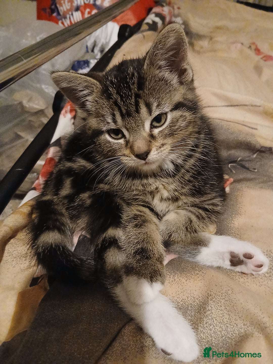 Mixed Breed cats for sale: Kittens for sale - Advert 19