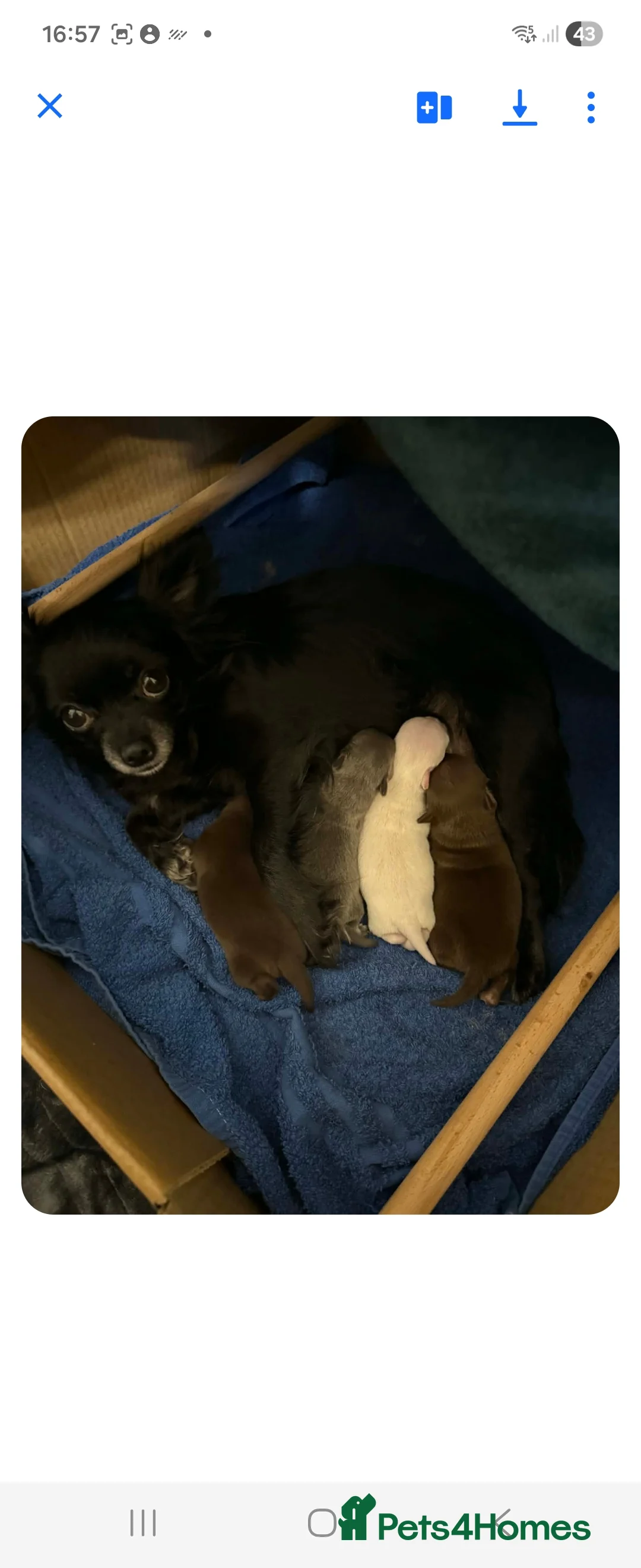 Chihuahua dogs for sale: LAST TINY CHIHUAHUA BOY - waiting for forever home - Advert 30