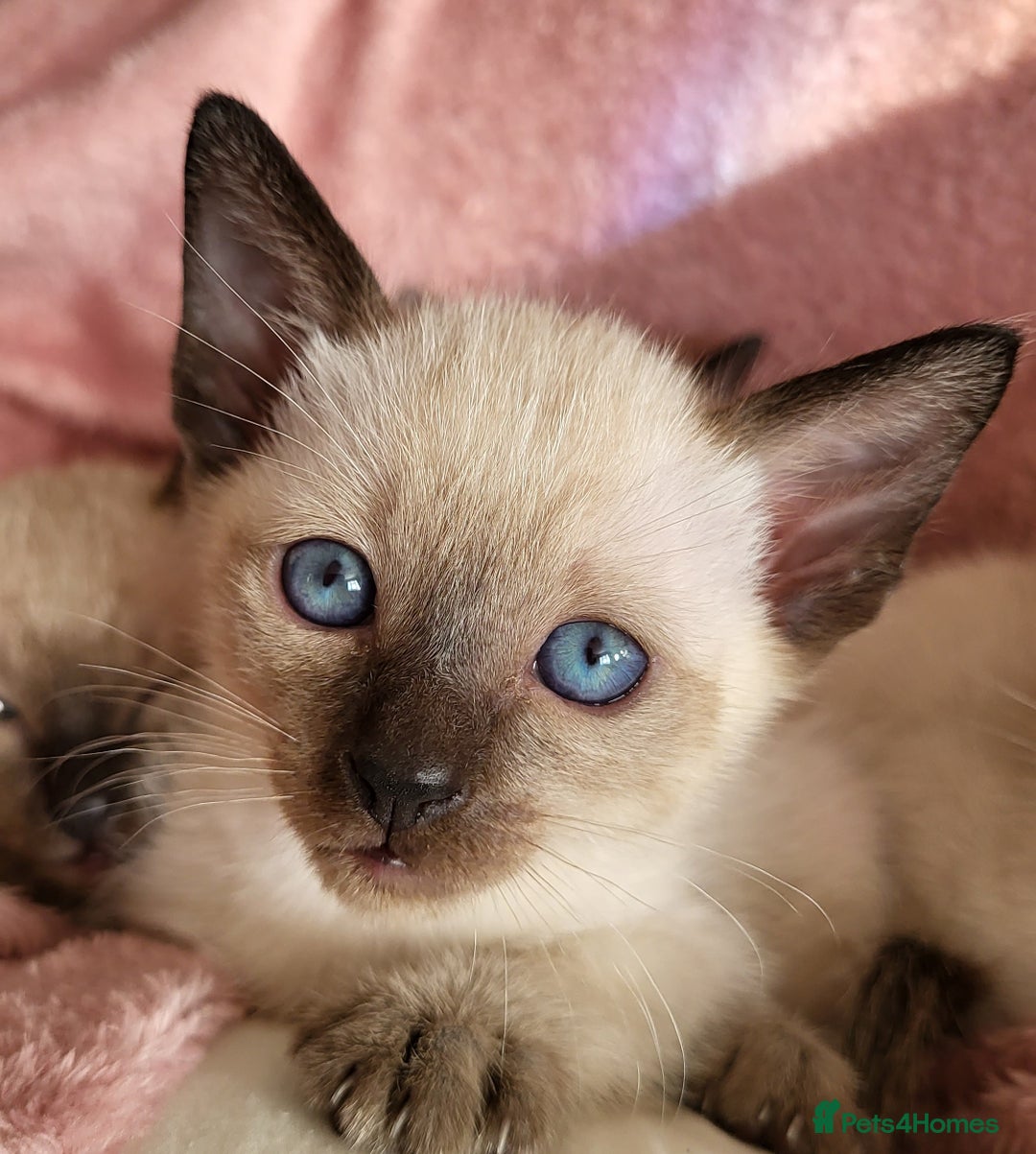 Siamese cats for sale: Old Style Siamese Kittens. Raised with love & care - Image 10