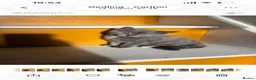 Mixed Breed cats for sale: 9 week old Kittens  in Nottingham - Advert 9