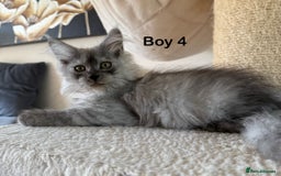 Maine Coon cats for sale: Pedigree ”TICA” kittens  - Image 6