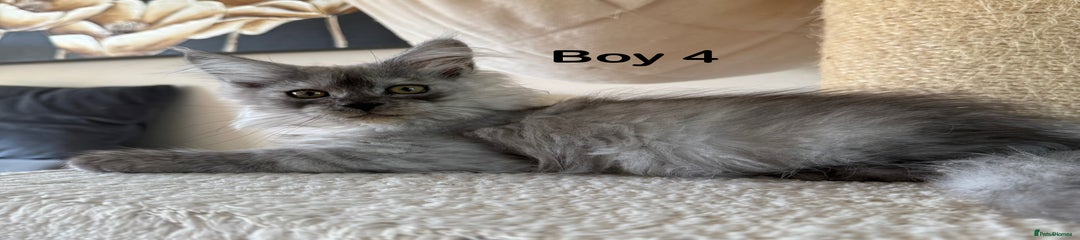 Maine Coon Kitten 4