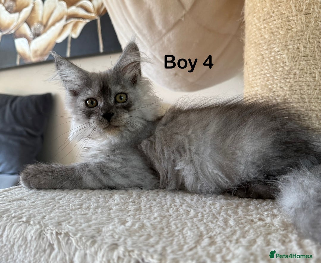 Maine Coon cats for sale: Pedigree ”TICA” kittens  - Image 6