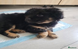 Mixed Breed dogs for sale: Pekingese mix breed puppies  - Advert 7