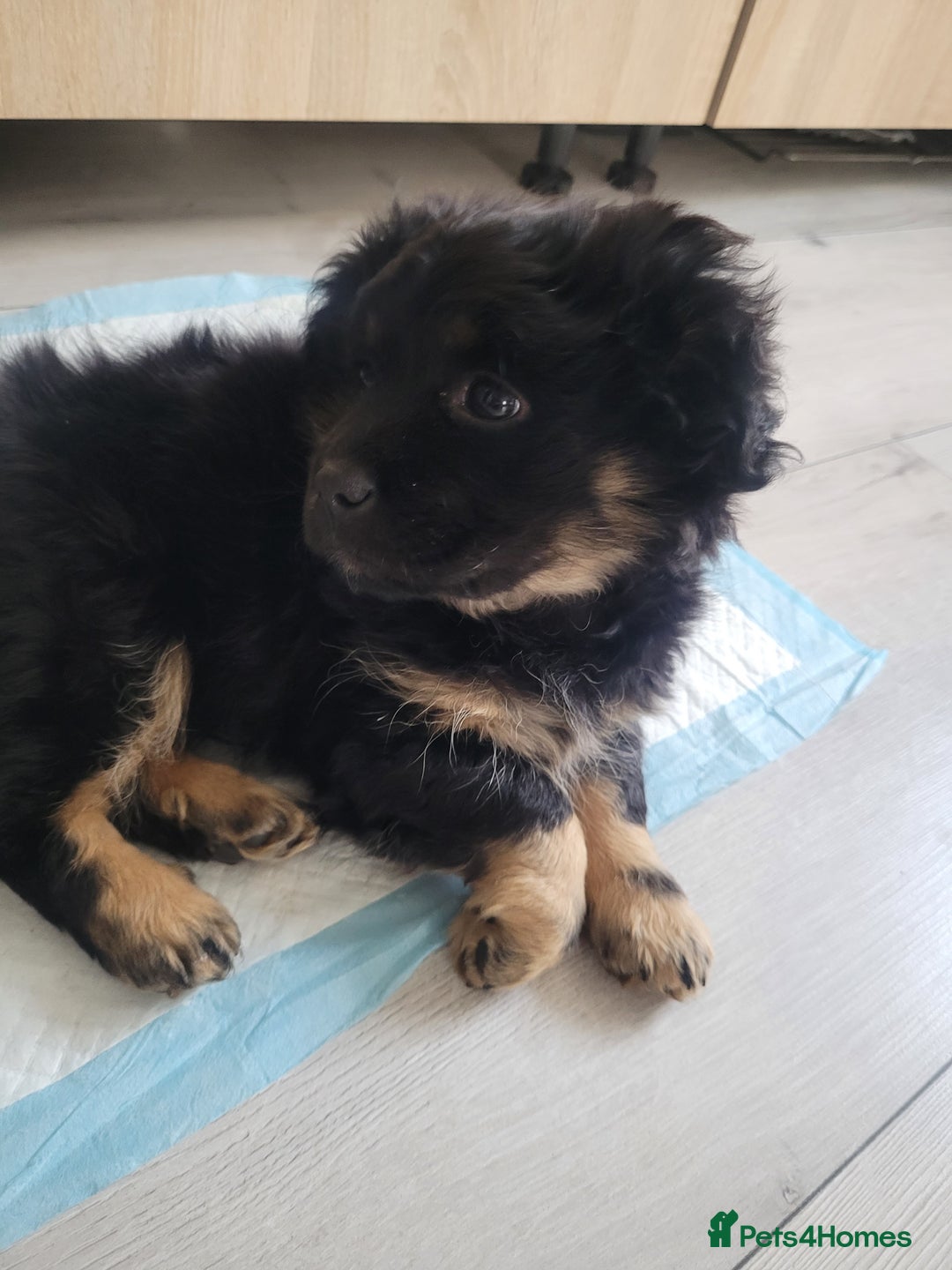 Mixed Breed dogs for sale: Pekingese mix breed puppies  - Advert 7