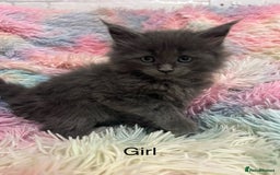 Maine Coon cats for sale: Maine Coon Kittens - Image 7