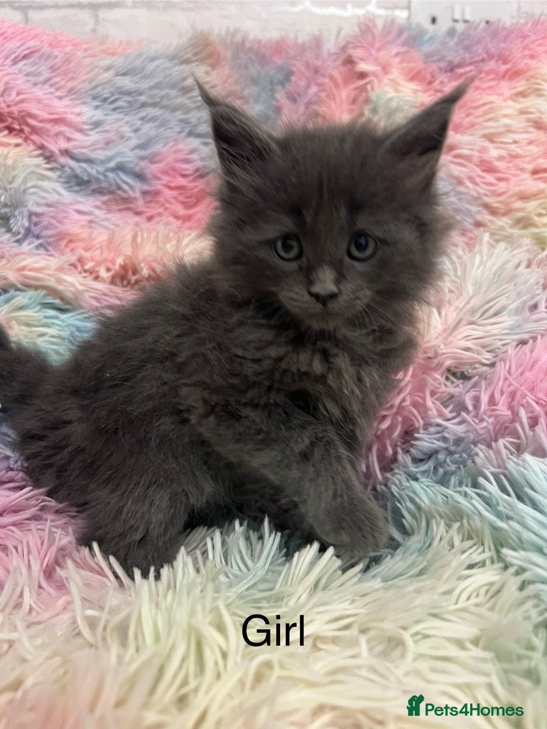Maine Coon cats for sale: Maine Coon Kittens - Image 7