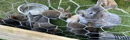 Mixed Breed rabbits for sale: Baby rabbits 10 available  in Telford - Advert 2