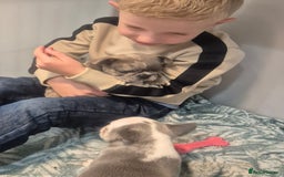 French Bulldog dogs for sale: Husky Panda Koi Frenchie = last 3 ready next week - Image 15