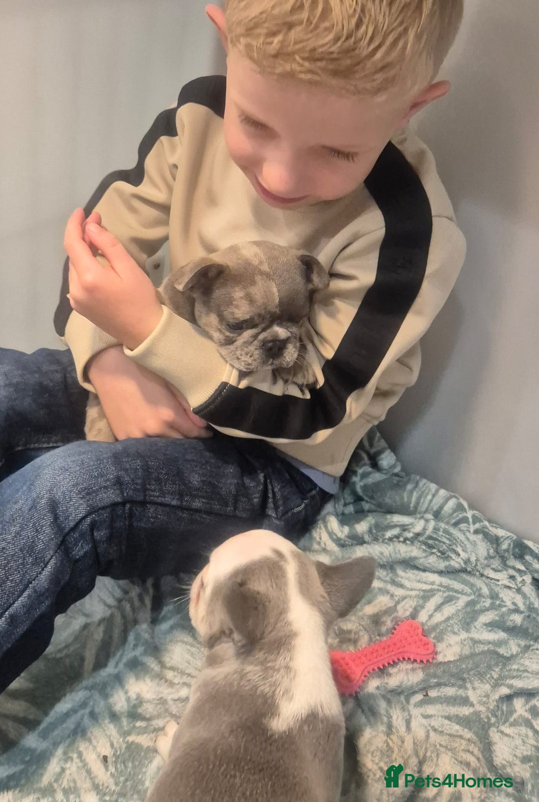 French Bulldog dogs for sale: Husky Panda Koi Frenchie = last 3 ready next week - Image 15