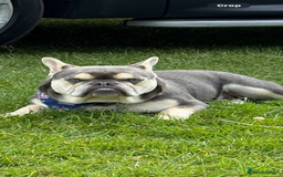 French Bulldog dogs for sale: Beautiful French bulldog boy 1 year old - Image 10