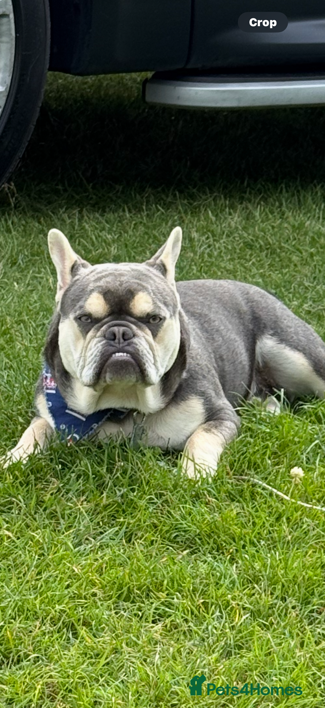 French Bulldog dogs for sale: Beautiful French bulldog boy 1 year old - Image 10