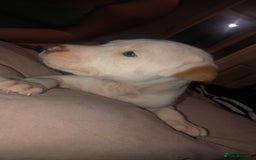 Mixed Breed dogs for sale: Staffy x American bulldog puppies in Bedlington - Image 2
