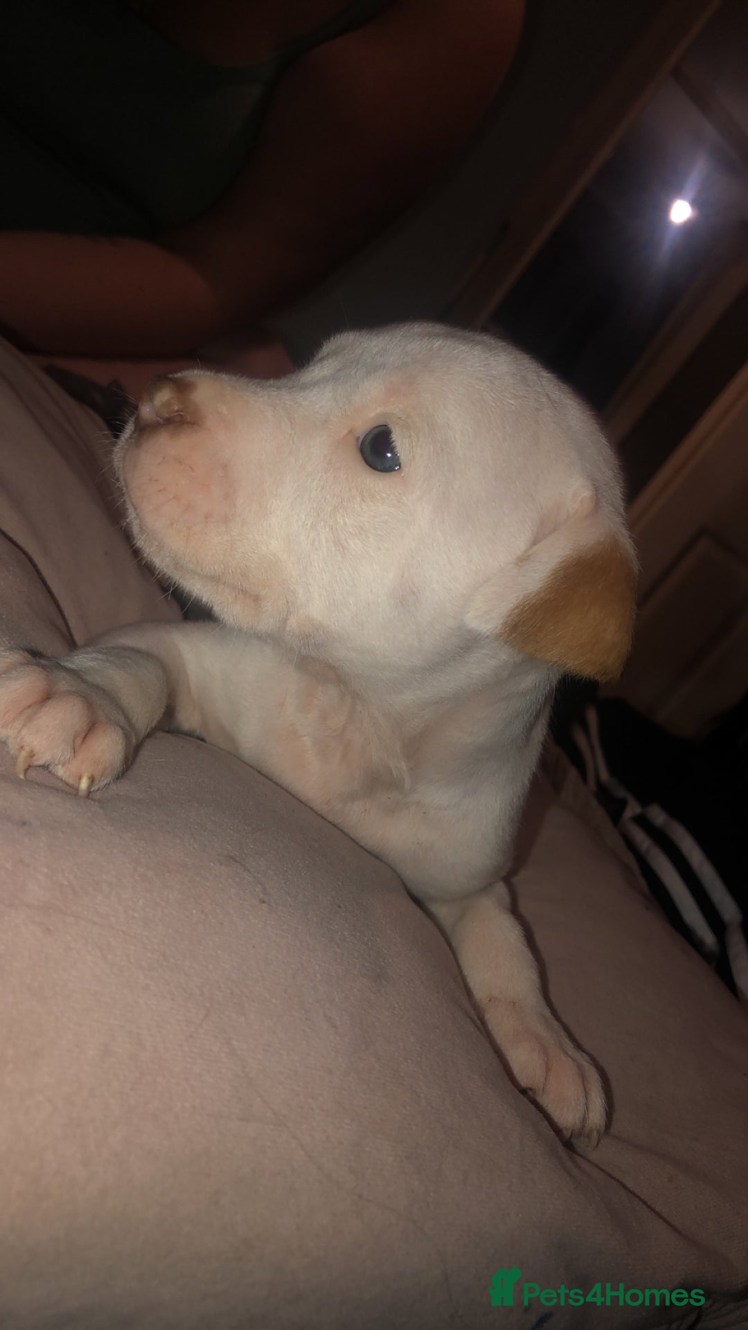 Mixed Breed dogs for sale: Staffy x American bulldog puppies in Bedlington - Image 2