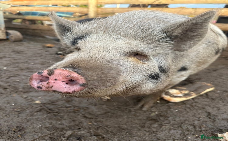 Pig livestock Micro pigs  - Advert 1