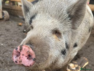 Pig livestock Micro pigs - Advert 13