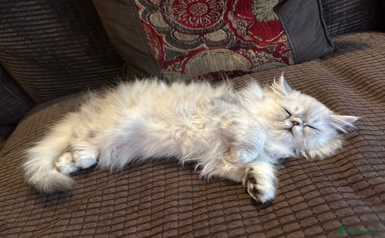Persian cats - Advert 1