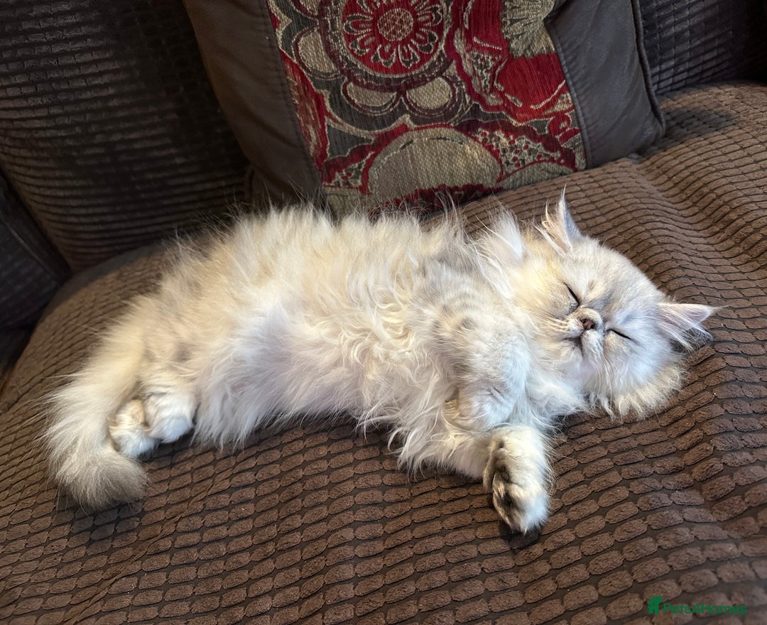 Persian cats for sale: 2 Cuddly Pedigree Persian Babies💙 - Image 1
