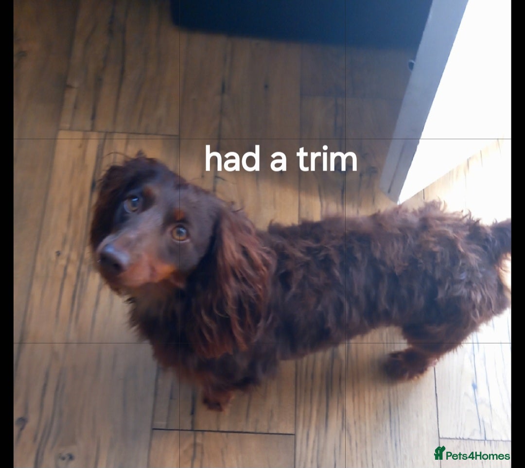 Dachshund dogs for stud: Dash  - Advert 5