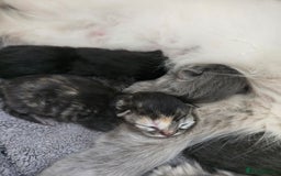 Ragdoll cats for sale: Ragdoll cross kittens  - Image 6