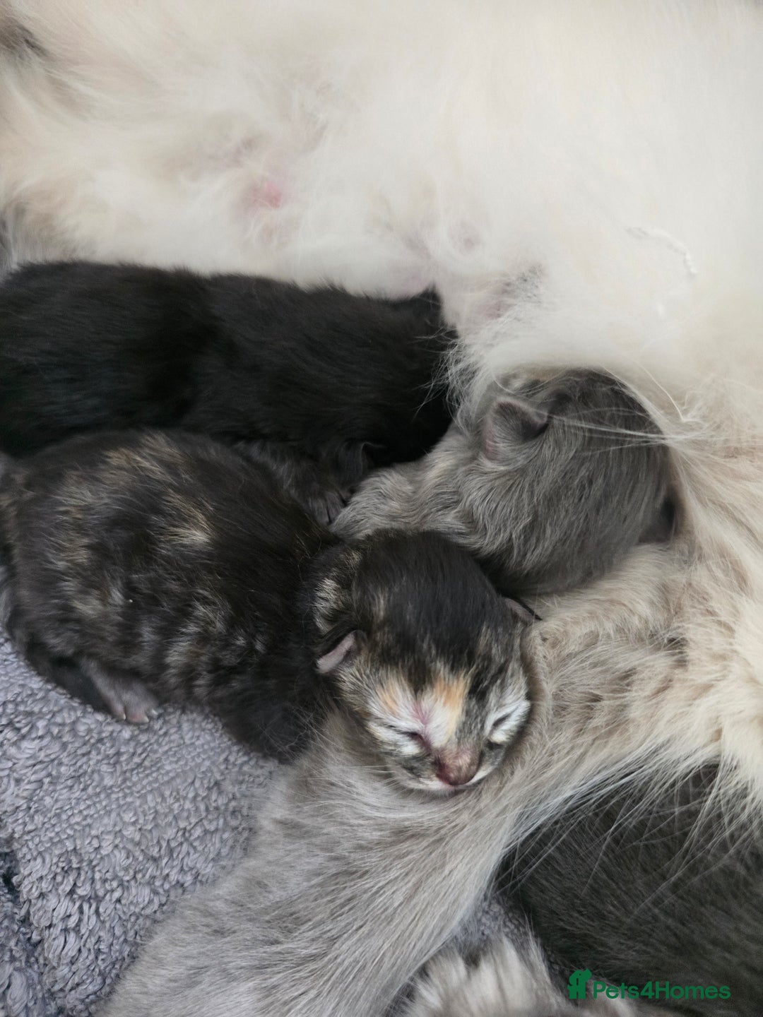 Ragdoll cats for sale: Ragdoll cross kittens  - Image 6