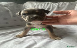 Mixed Breed dogs for sale: Beautiful staffie cross bullmastiff puppies  - Image 17