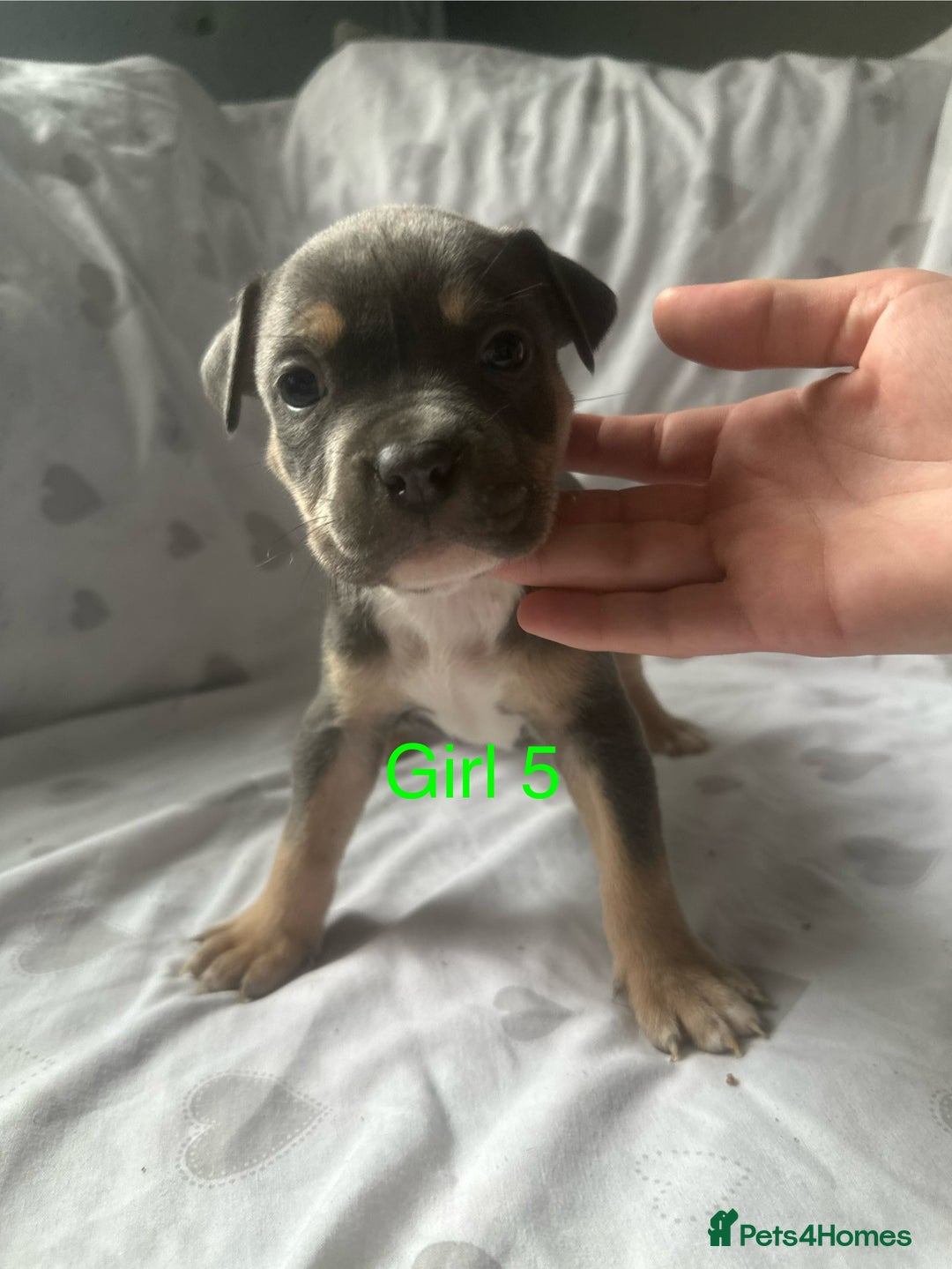 Mixed Breed dogs for sale: Beautiful staffie cross bullmastiff puppies  - Image 17