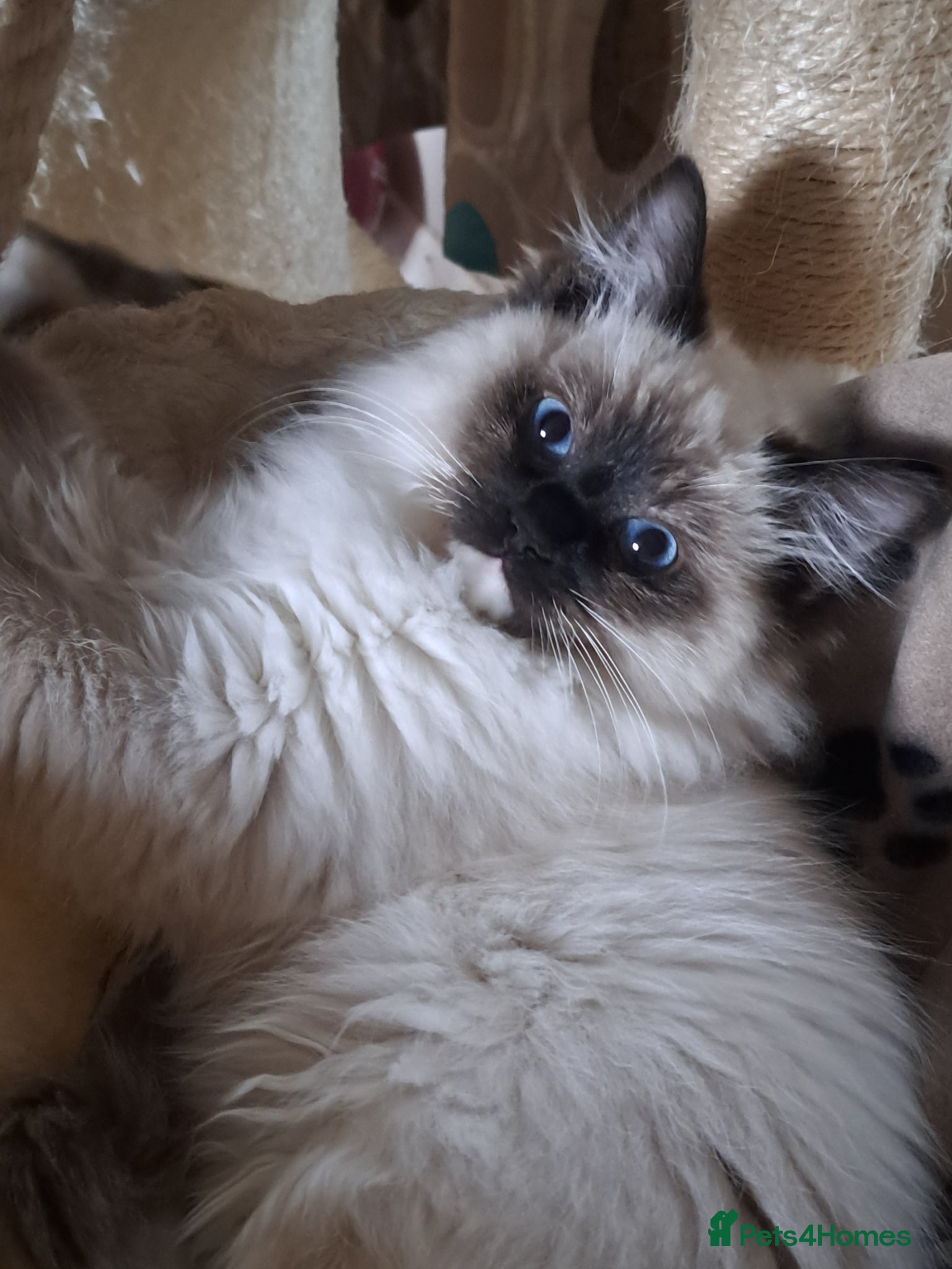 Ragdoll cats READY NOW!! GCCF Reg. Ragdolls SEAL MITTED - Advert 2