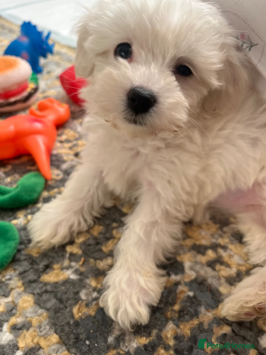 Maltipoo dogs for sale: Beautiful Rosie and Daisy Maltipoos  in London - Advert 8