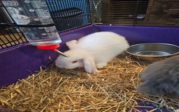 Mini Lop rabbits for sale: 3 x Mini lop baby bunnies/rabbits - Image 4