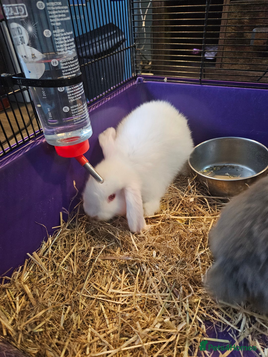 Mini Lop rabbits for sale: 3 x Mini lop baby bunnies/rabbits - Image 4