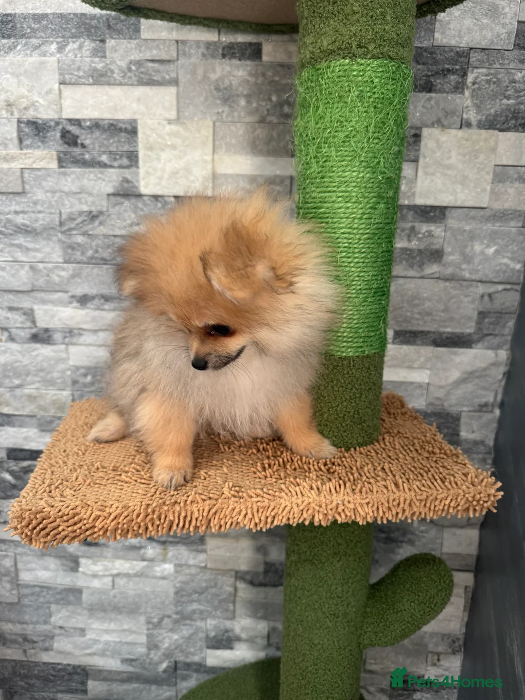 Pomeranian dogs for sale: KC registered boy! - Advert 12