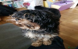 Cavapoo dogs for sale: Loving home needed for two beautiful cavapoos - Image 3