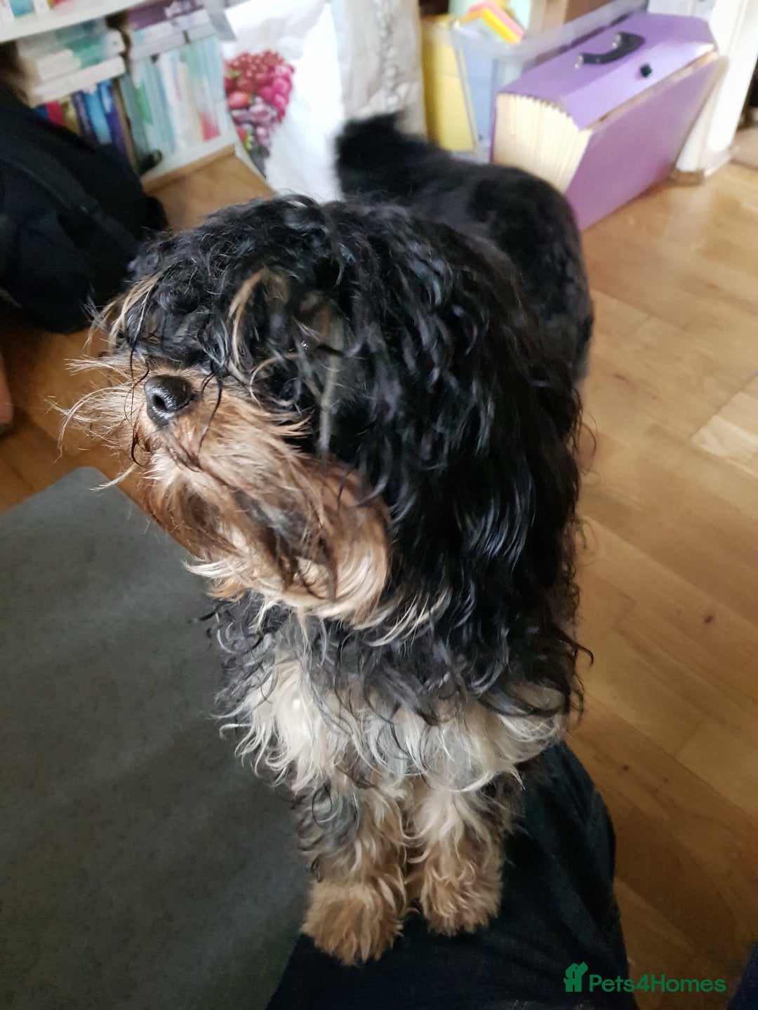 Cavapoo dogs for sale: Loving home needed for two beautiful cavapoos - Image 3