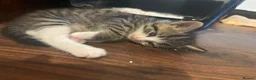 Mixed Breed cats for sale: 9 beautiful kittens in London - Advert 3